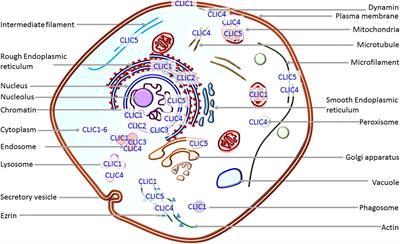 Intracellular Chloride Channels: Novel Biomarkers in Diseases